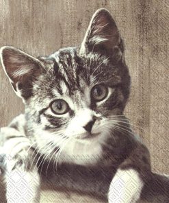 20 SERVIETTES EN PAPIER CHATON 33 X 33 CM